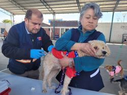 Prevención de la Rabia: Protege a tufamilia y mascotas este verano